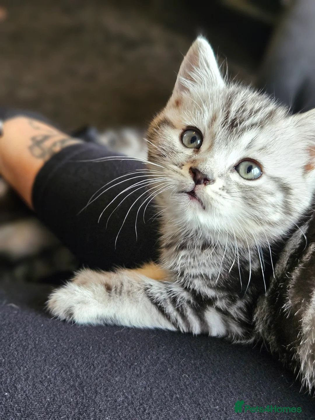 Mixed Breed cats for sale: 4 gorgeous siberain mix kittens - Advert 4