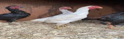 Chickens poultry for sale: Ko shamo hatching eggs available  - Advert 5