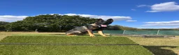 Mixed Breed dogs for sale: 10 month old Shepherd cross - Advert 2