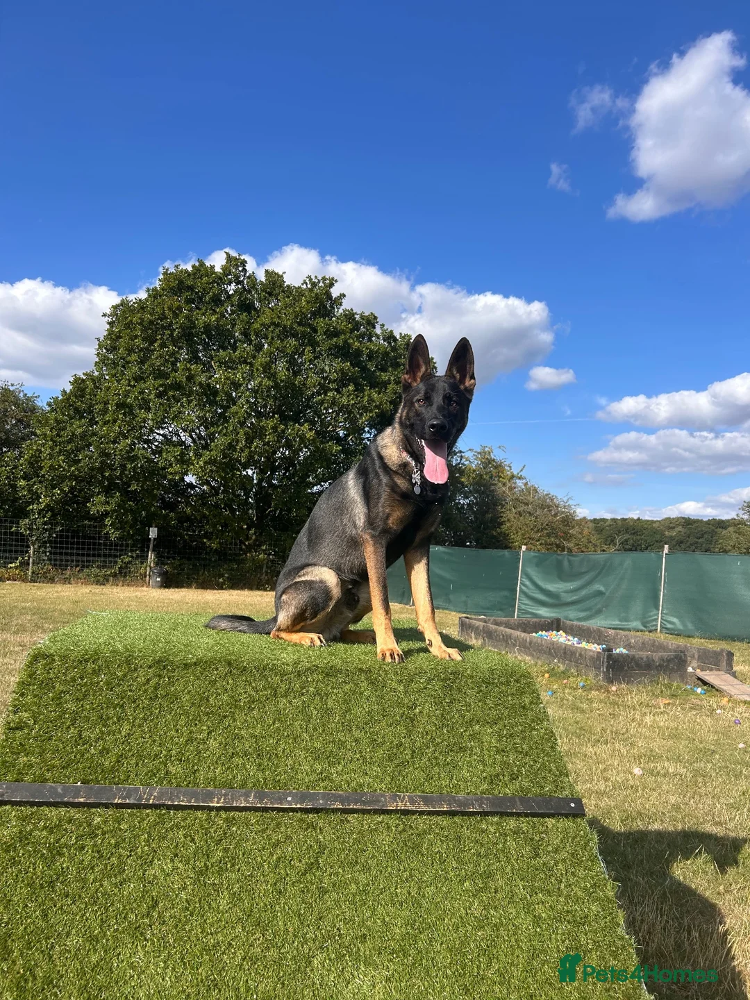 Mixed Breed dogs for sale: 10 month old Shepherd cross - Advert 2