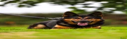 German Shepherd dogs for sale: Male gsd  in Bedford - Advert 2