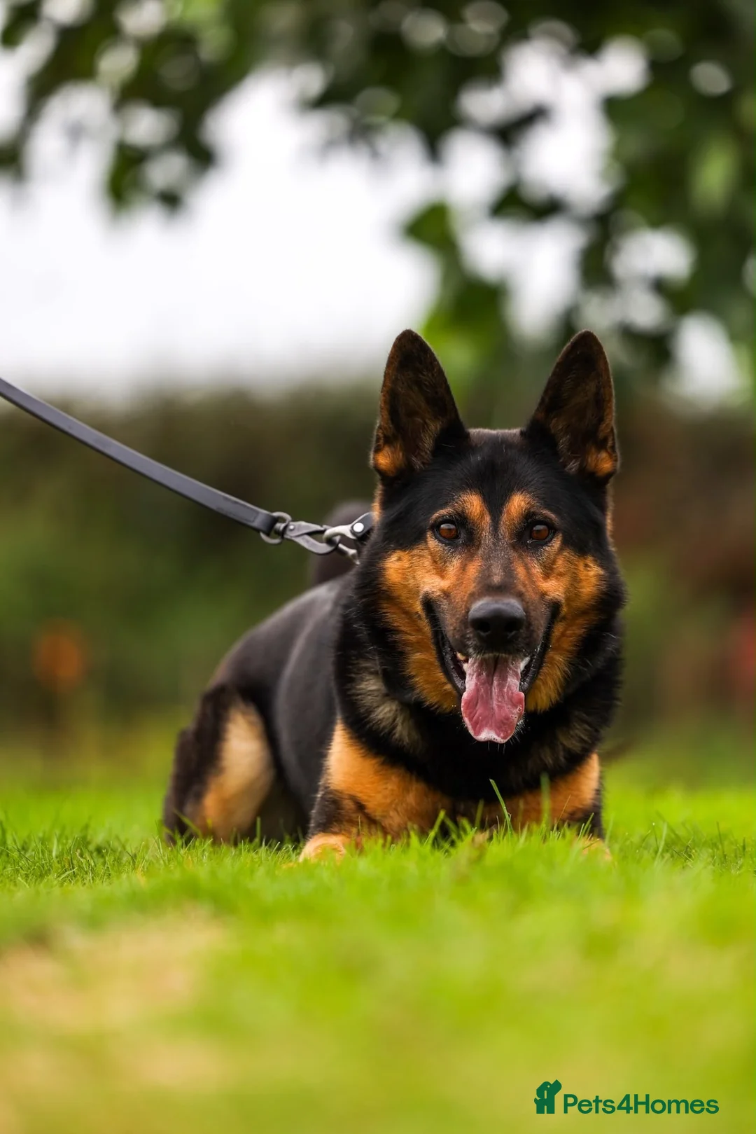 German Shepherd dogs for sale: Male gsd  in Bedford - Advert 2