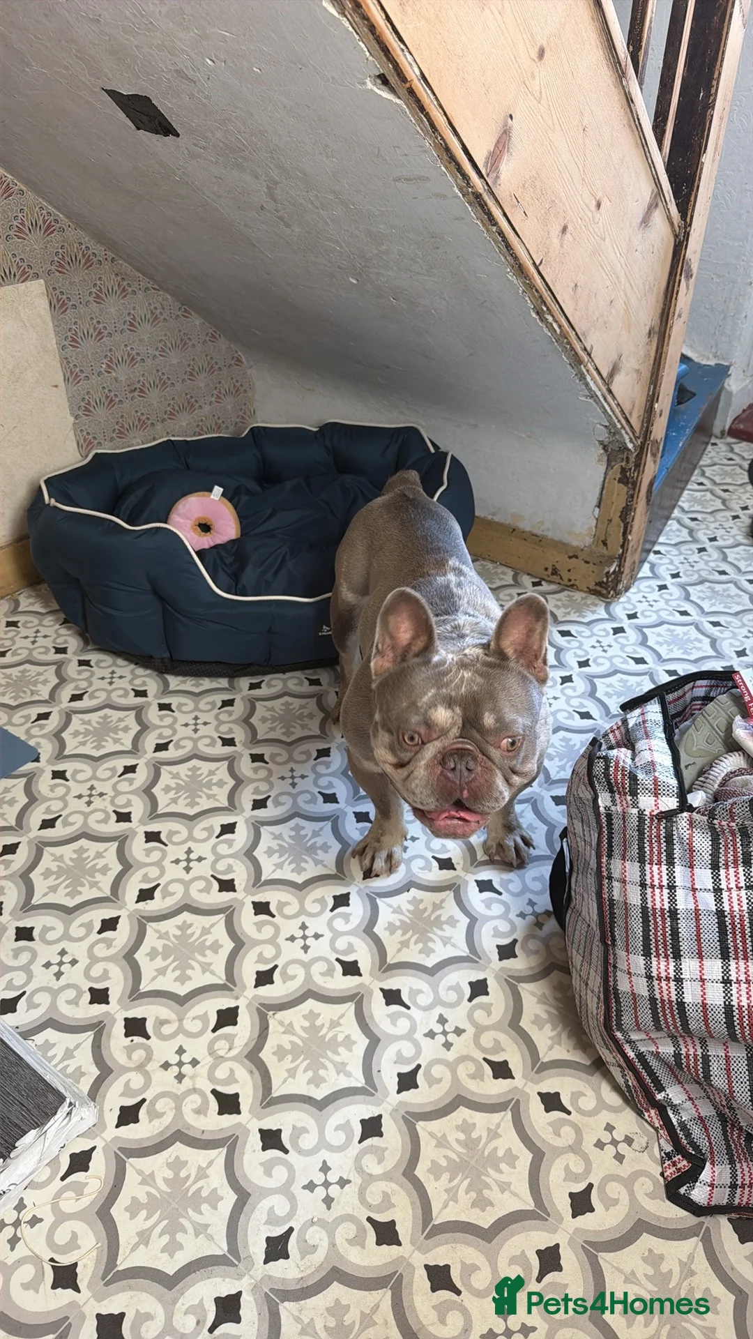 French Bulldog dogs for stud: 💙 FRENCH BULLDOG STUD AVAILABLE 💙 in Bromley - Advert 1