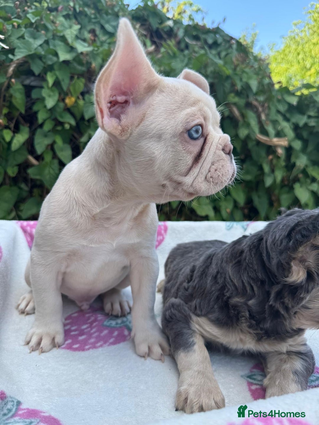 French Bulldog dogs for sale: 🐶 Adorable French Bulldog Puppies - Image 7