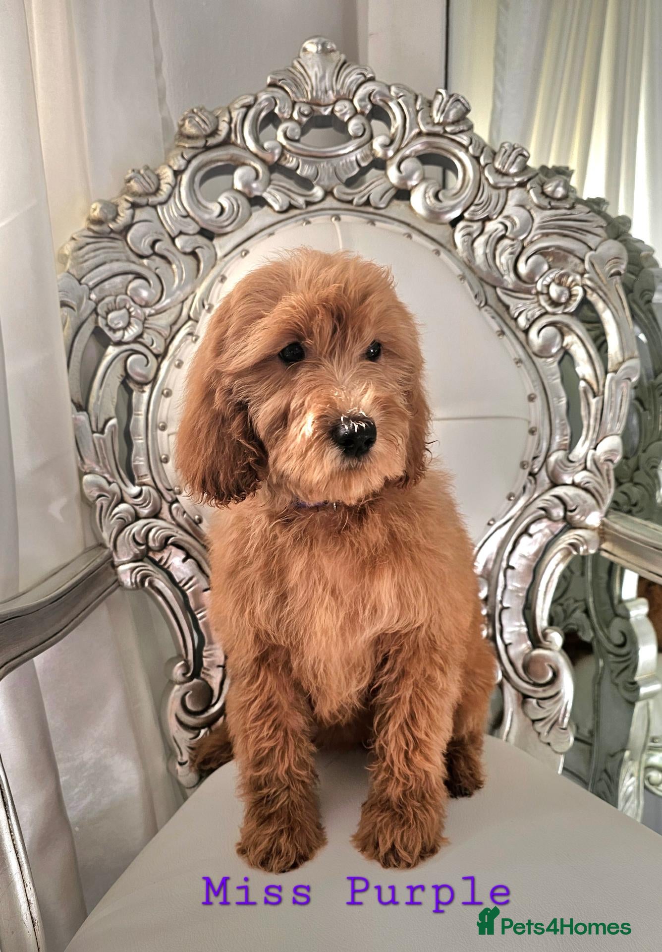 Mini Goldendoodle dogs Goldendoodle F1b Ready Now - Advert 1