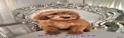 Mini Goldendoodle dogs for sale: Goldendoodle F1b 2 girls remaining - Advert 1