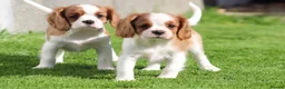 Cavalier King Charles Spaniel dogs for sale: Beautiful Cavalier King Charles Spaniel puppies - Advert 22