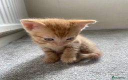 British Shorthair cats for sale: 4 Gorgeous kittens - Image 5