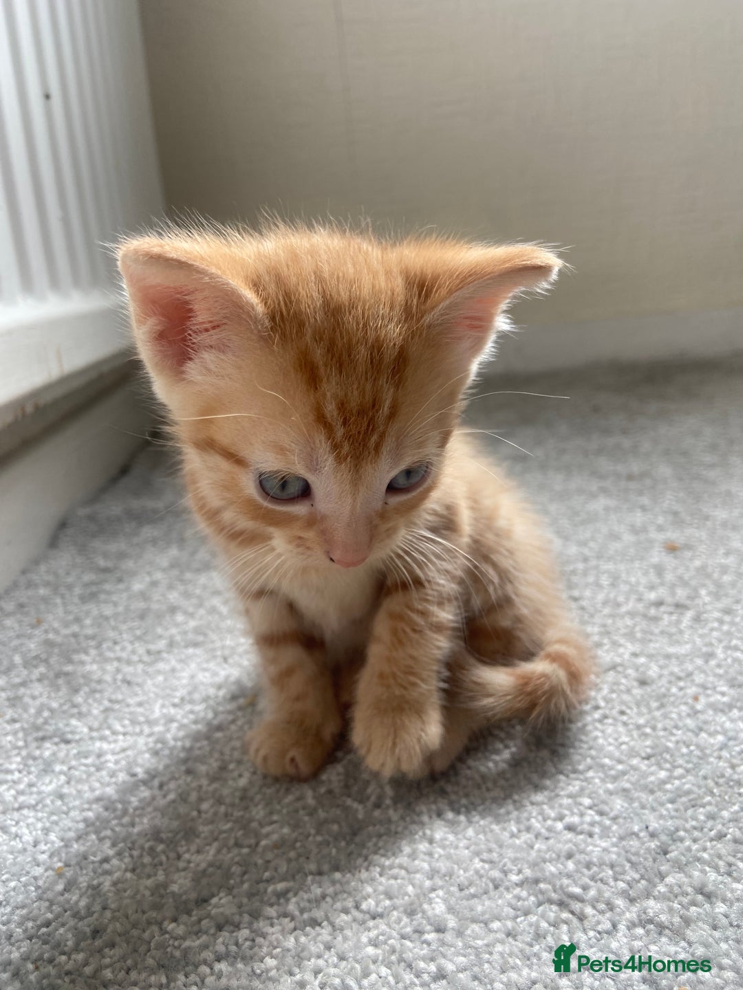 British Shorthair cats for sale: 4 Gorgeous kittens - Image 5