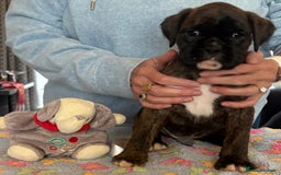 Boxer dogs for sale: Boxer Puppies form Top Winning Show Kennel - Image 5