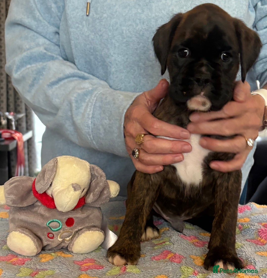 Boxer dogs for sale: Boxer Puppies form Top Winning Show Kennel - Image 5