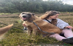 Mixed Breed dogs for adoption: Ava. Norwich Norfolk  - Image 15