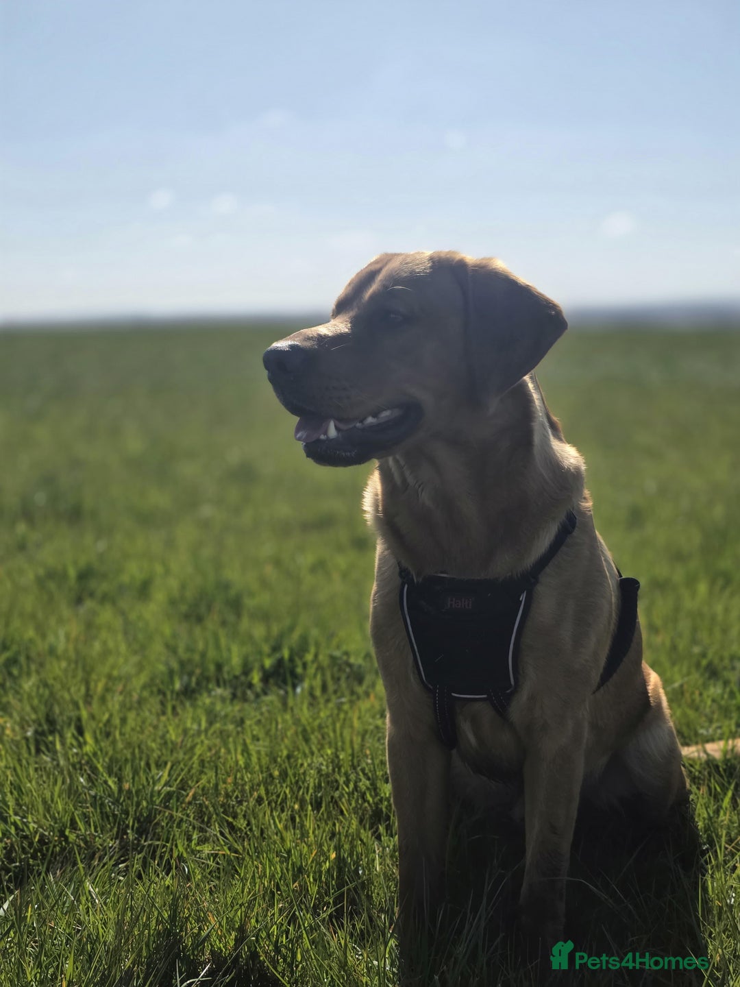 Goldador dogs for stud: STUD - Handsome Goldador  - Advert 4