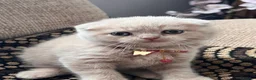 British Shorthair cats for sale: 😻CREAM & RED COLOUR KITTENS 😻 - Advert 31