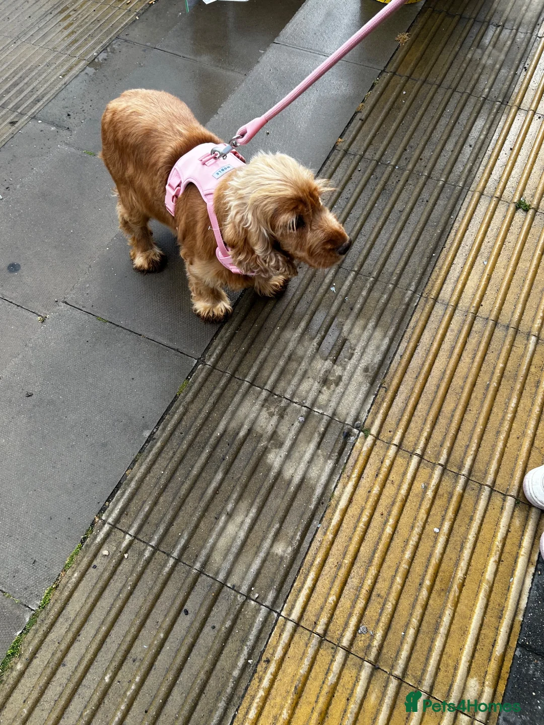 Cocker Spaniel dogs for sale: Cocker spaniel female 6years old  in Colchester - Advert 2