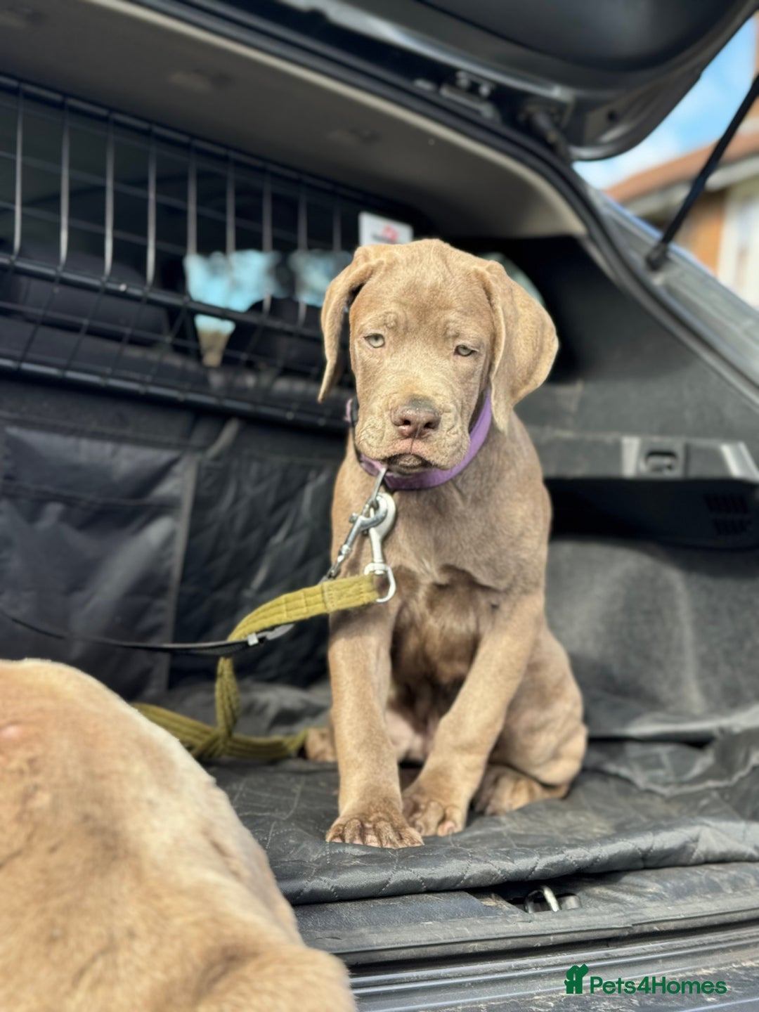 Cane Corso dogs for sale: Blond Bobby Blue  - Image 2