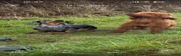 Miniature Dachshund dogs for sale: KC Reg Smooth Haired Miniature Dachshund Puppies - Advert 3