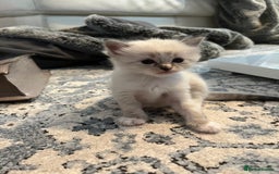 Ragdoll cats for sale: Ragdoll kittens  - Image 13