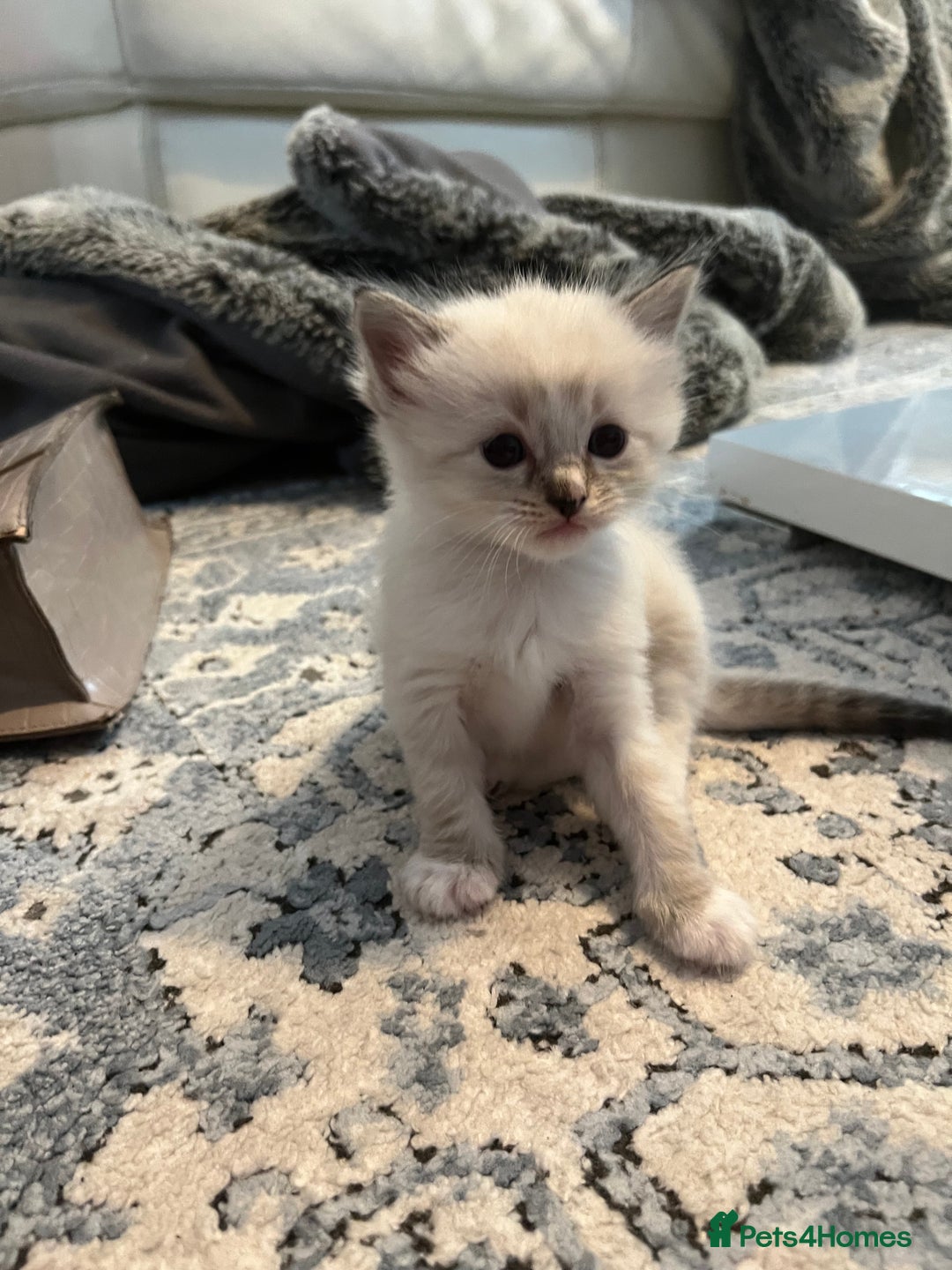 Ragdoll cats for sale: Ragdoll kittens  - Image 13