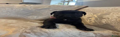 Cane Corso 9