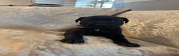 Cane Corso dogs for sale: Cane corso - Advert 2