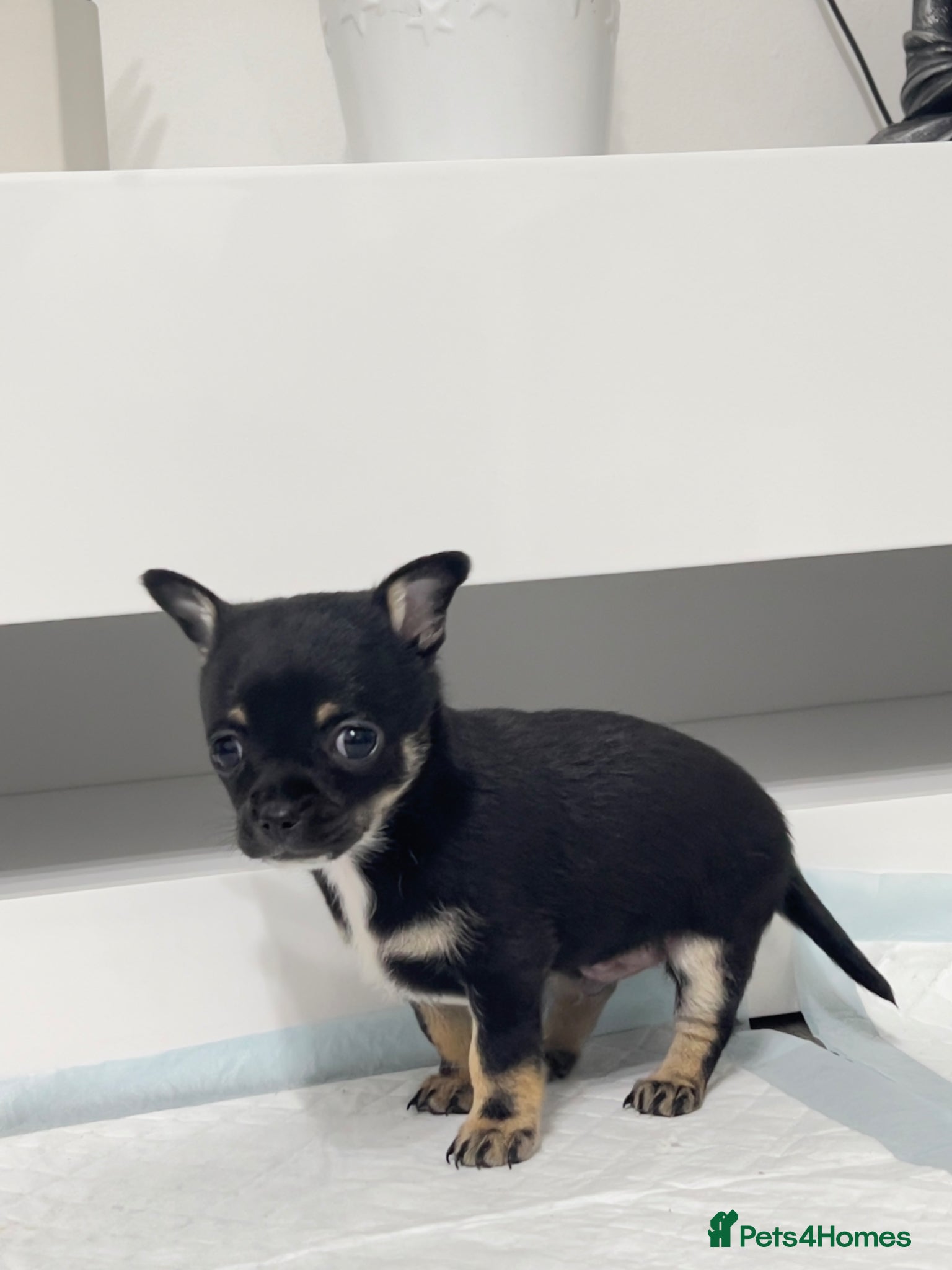 Chihuahua dogs Chihuahua puppies for sale 🐶💙 - Advert 2