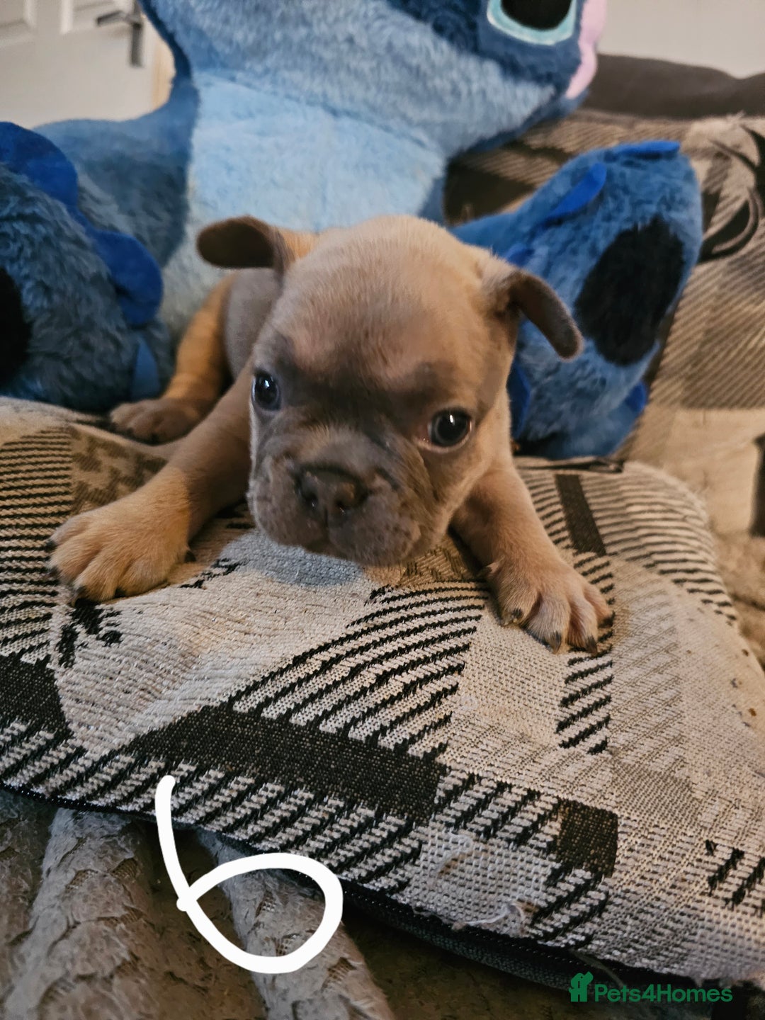 French Bulldog dogs for sale: Beautiful french bulldog puppies  - Image 9