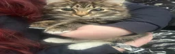 Maine Coon cats for sale: Peble in Newton-le-Willows - Advert 8