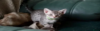 Ocicat Kitten 2