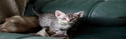 Ocicat cats for sale: Delightful Rare Breed Ocicat kittens. in Norwich - Advert 4