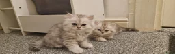 Persian cats for sale: 3 lovely kittens Persian Doll Face - Advert 2