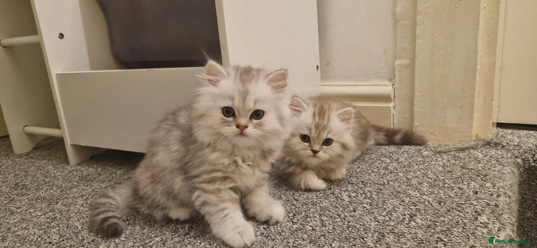 Persian cats for sale: 3 lovely kittens Persian Doll Face - Advert 2