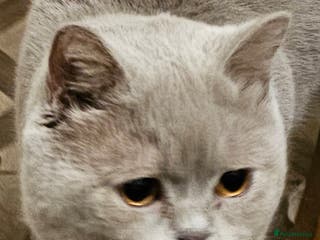 British Shorthair cats Stud duties - Advert 12