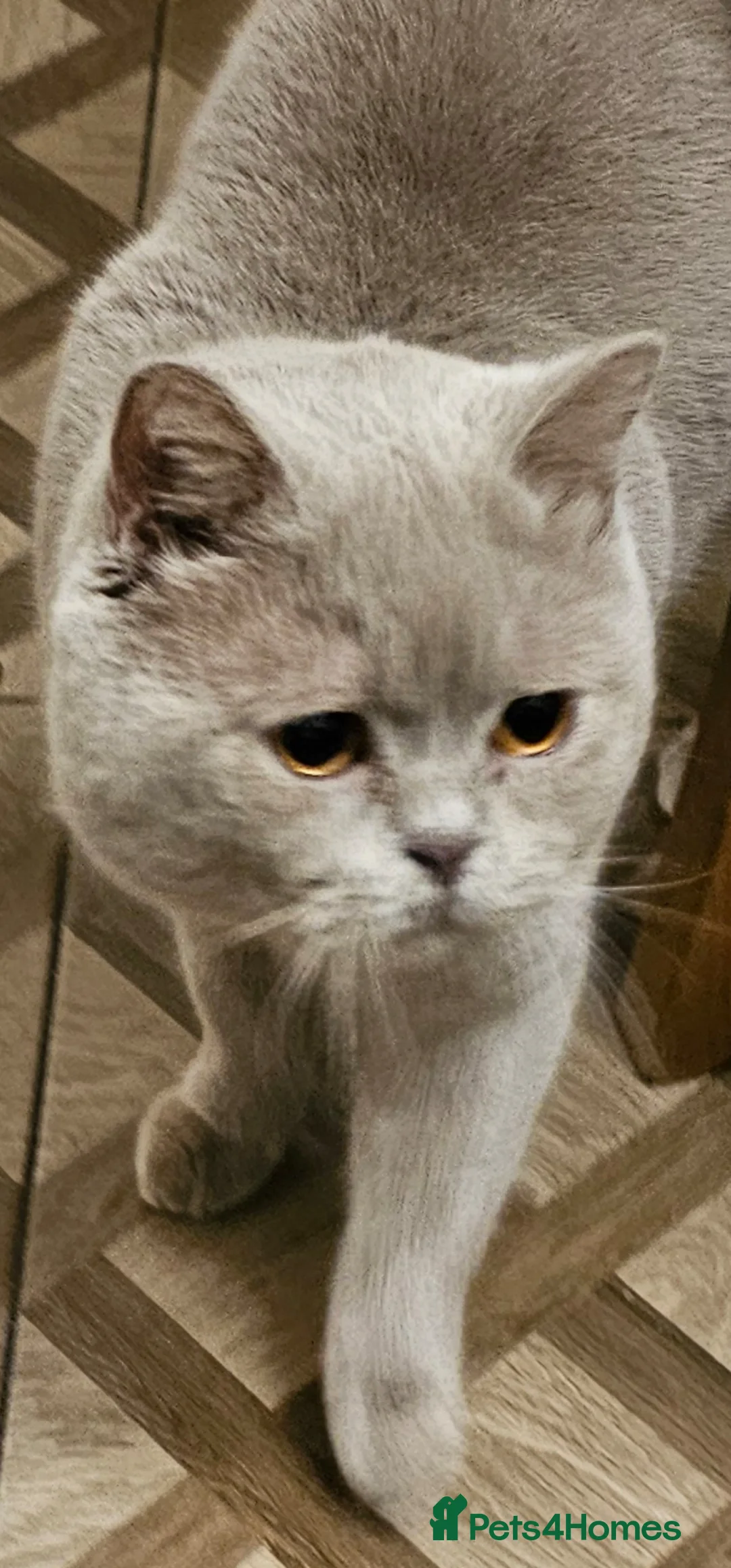 British Shorthair cats for stud: Stud duties - Advert 1