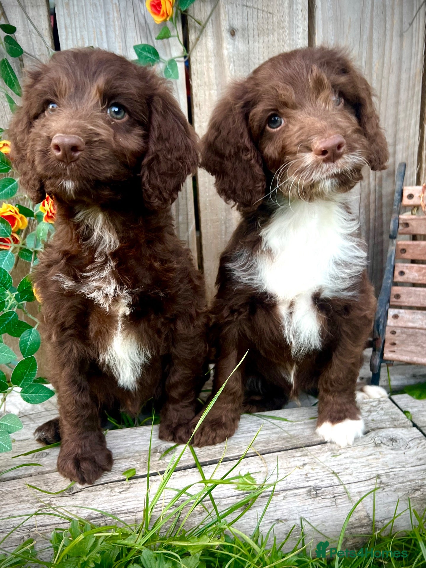Sproodle dogs Rare Miniature Sproodle Chocolate  Puppies  - Advert 2