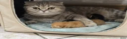 British Shorthair cats for sale: Beautiful Ginger Girl Tabby BSH Kitten - Advert 22