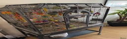 Conures birds for sale: Hand-Tame & Cuddly 3yo Male Turquoise Conure (DNA) in Swindon - Advert 2