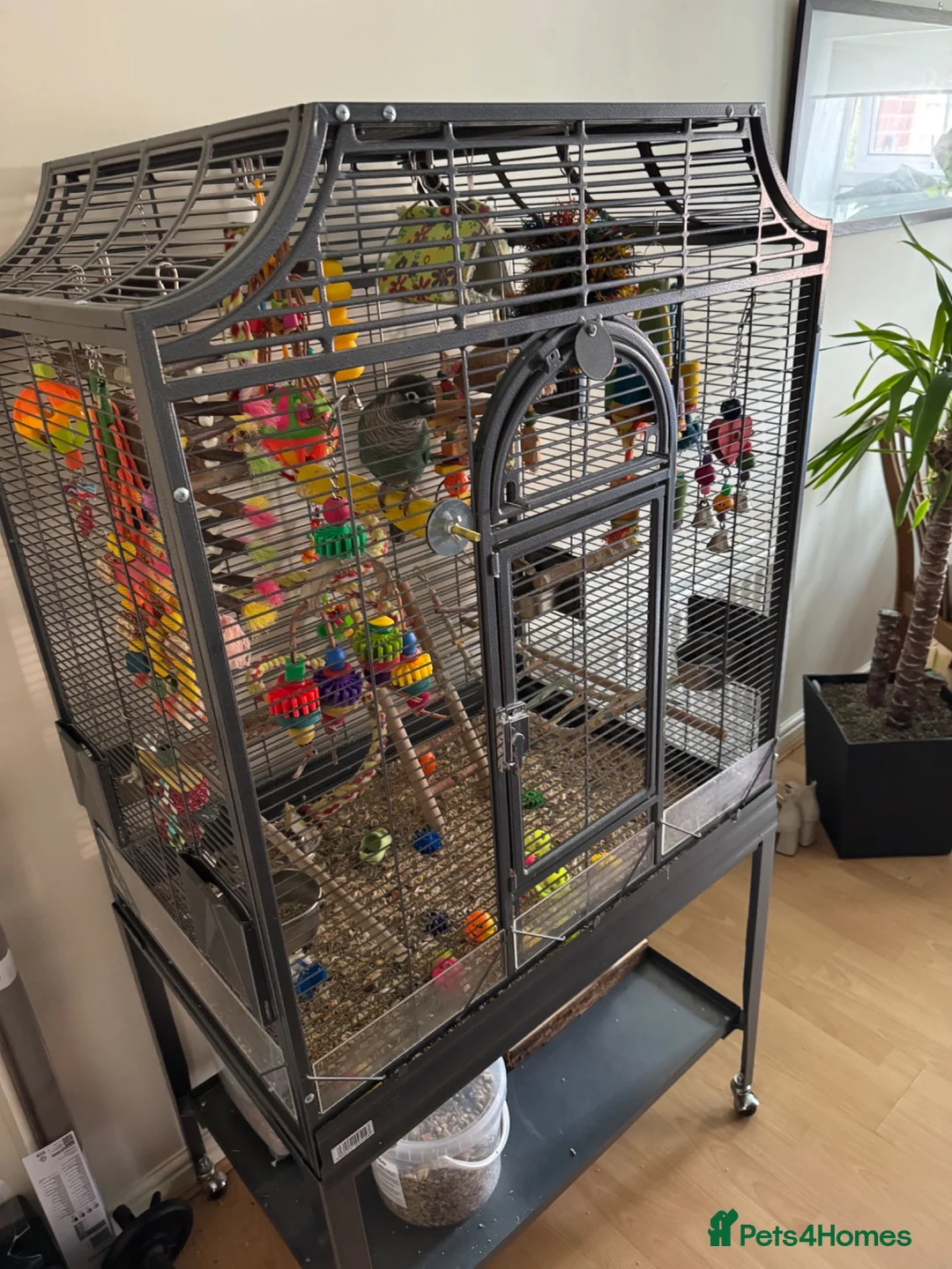 Conures birds for sale: Hand-Tame & Cuddly 3yo Male Turquoise Conure (DNA) in Swindon - Advert 2