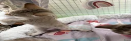 Bengal cats for sale: Snow Mink & Lynx 🩷💙 Pedigree TICA Bengal Kittens - Advert 13