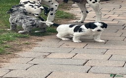 Mixed Breed dogs for sale: Rare Dalmadoodle puppies 🐶 🩷  - Image 20
