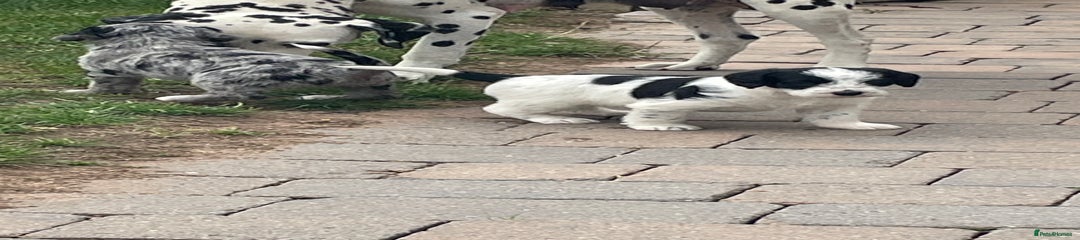 Mixed Breed Puppy 2