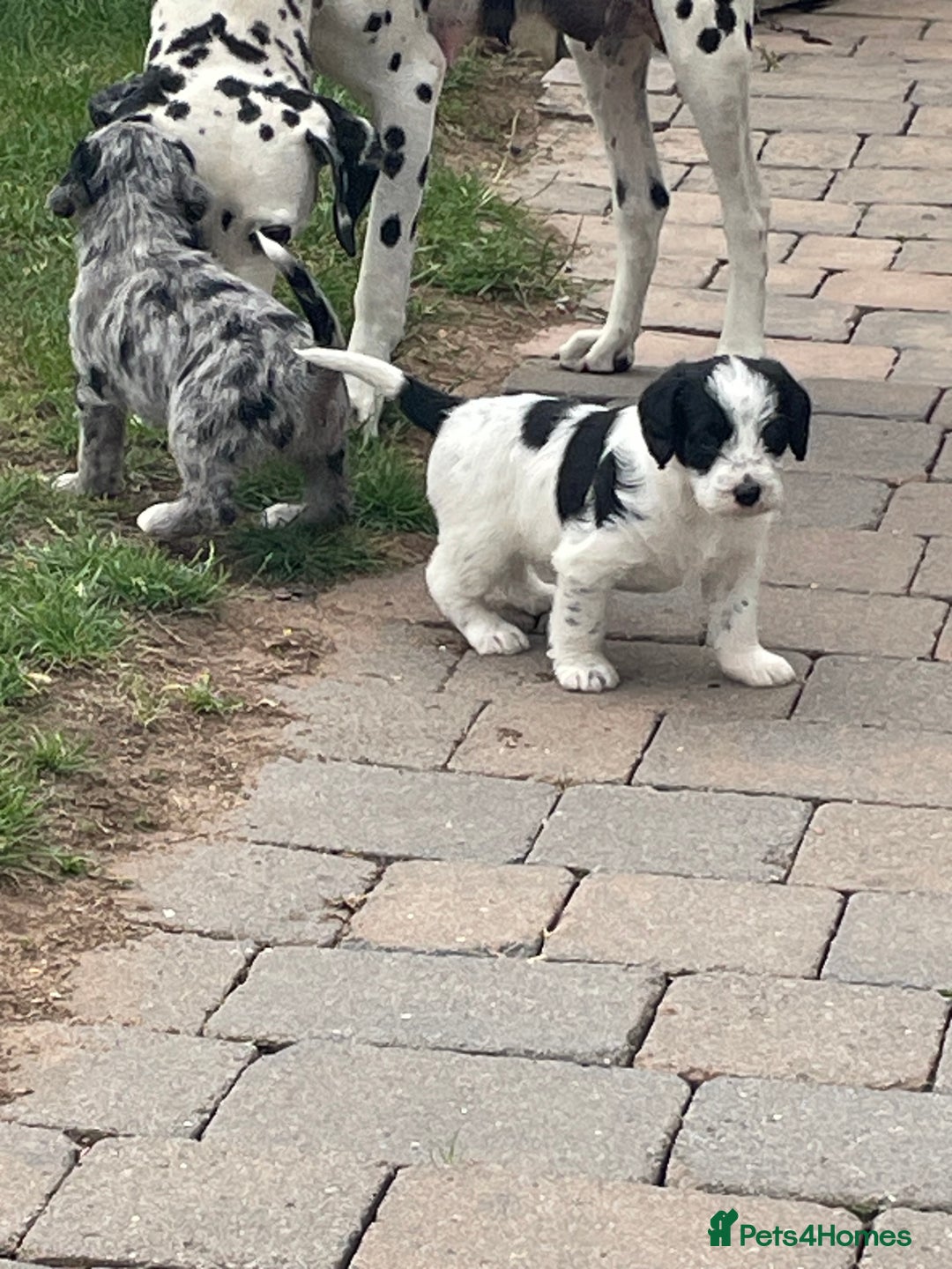 Mixed Breed dogs for sale: Rare Dalmadoodle puppies 🐶 🩷  - Image 20