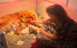 Chow Chow dogs for sale: Exotic colour Pure chow chow puppies for sale  - Image 23