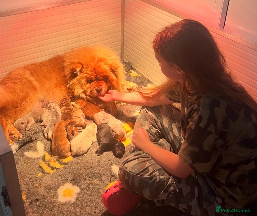 Chow Chow dogs for sale: Exotic colour Pure chow chow puppies for sale  - Image 23