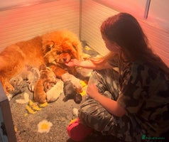 Chow Chow dogs - Advert 4