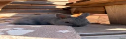 Netherland Dwarf rabbits for sale: Netherland dwarf babies - Advert 4