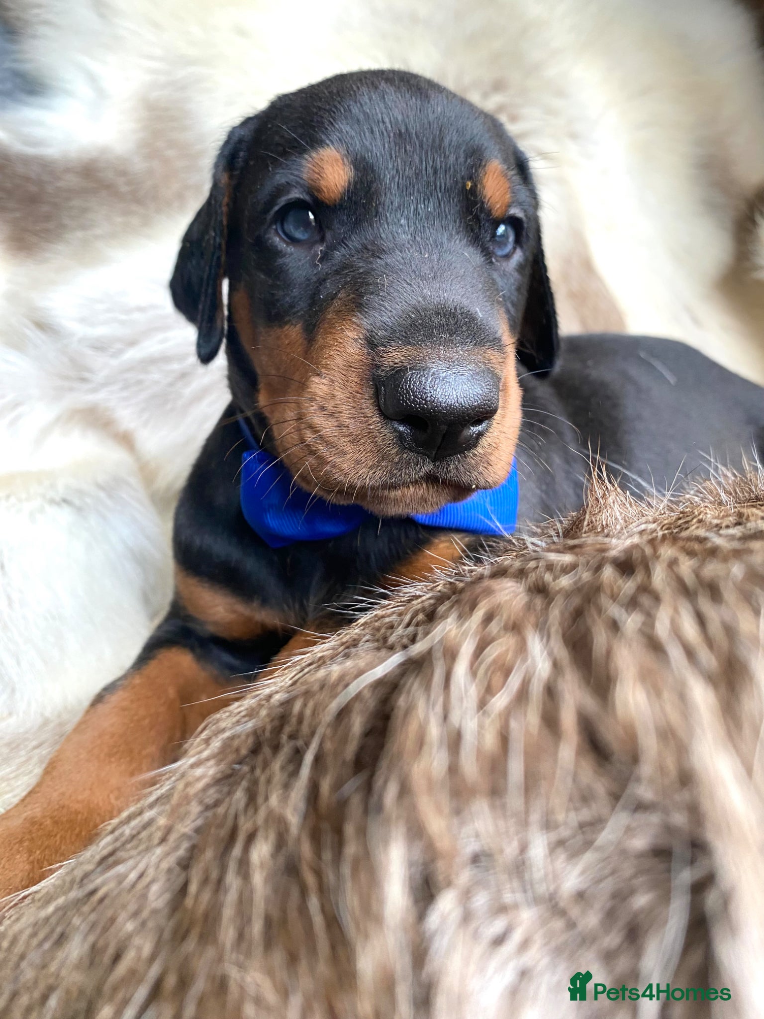 Dobermann dogs for sale: *KC REGISTERED* HEALTH TESTED DOBERMAN PUPPIES - Advert 13