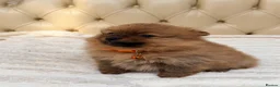 Pomeranian dogs for sale: Fluffy Pomeranian Puppies  - Advert 13