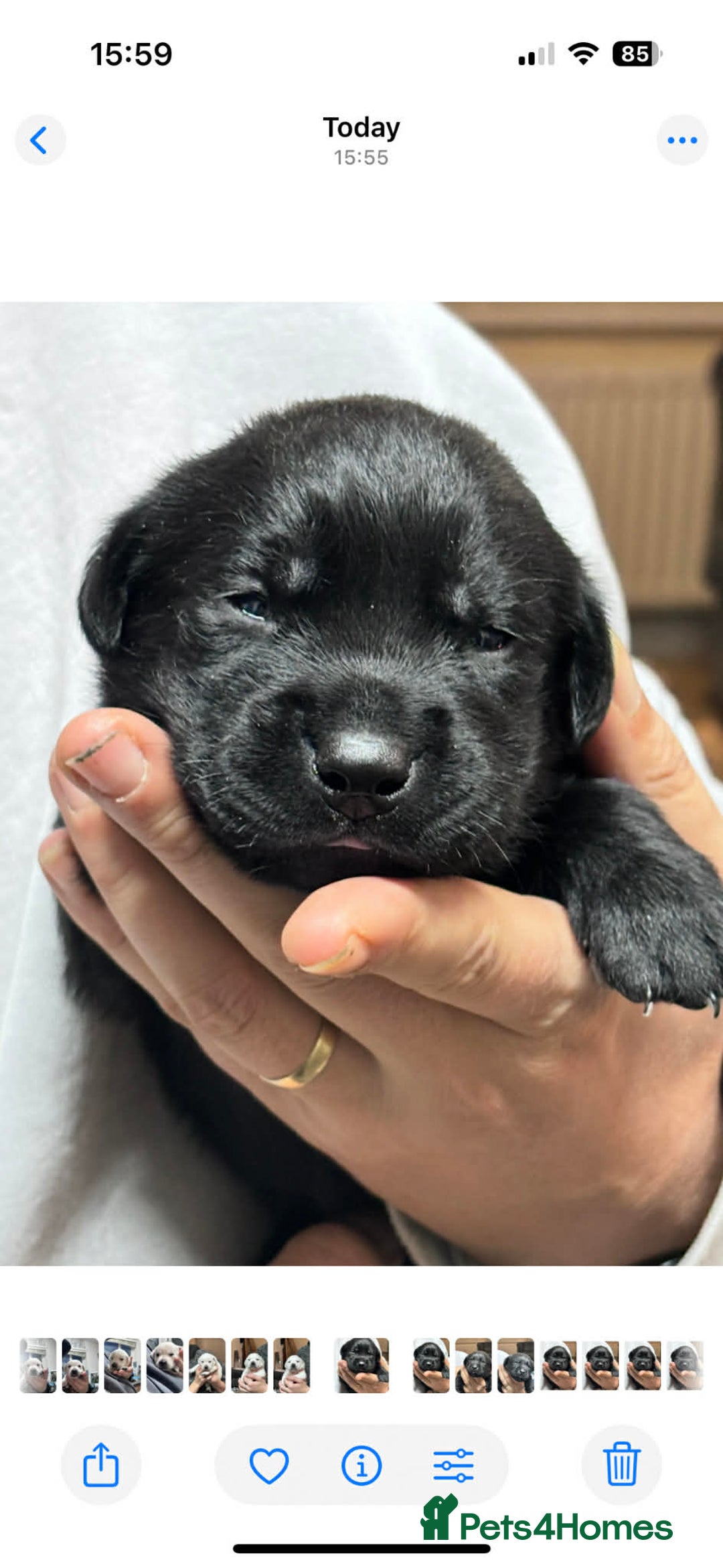 Labrador Retriever dogs for sale: Kc registered labrador  - Advert 17