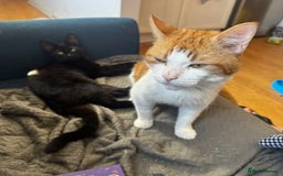 Domestic Shorthair cats for adoption: Jason & Pammy, 6 month old female & 8 yr old male - Image 8
